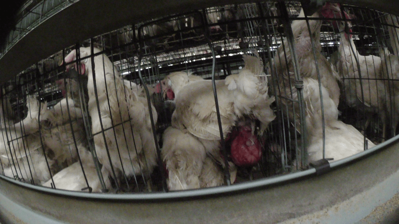 hens in crowded cages at an egg farm that reportedly supplies kewpie