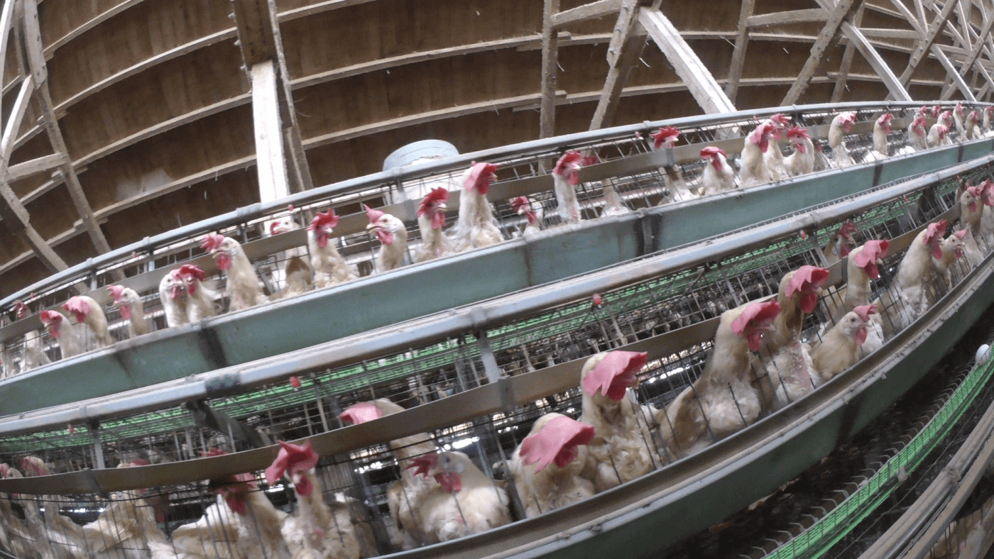 crowded cages at Miyapo egg farm