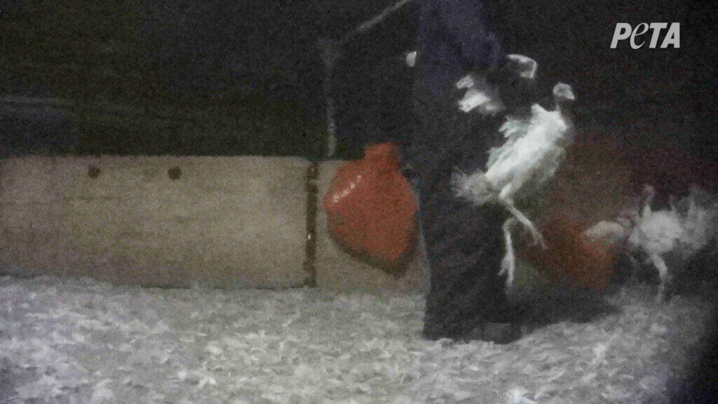 turkey being held be her wings by a man in a dark room