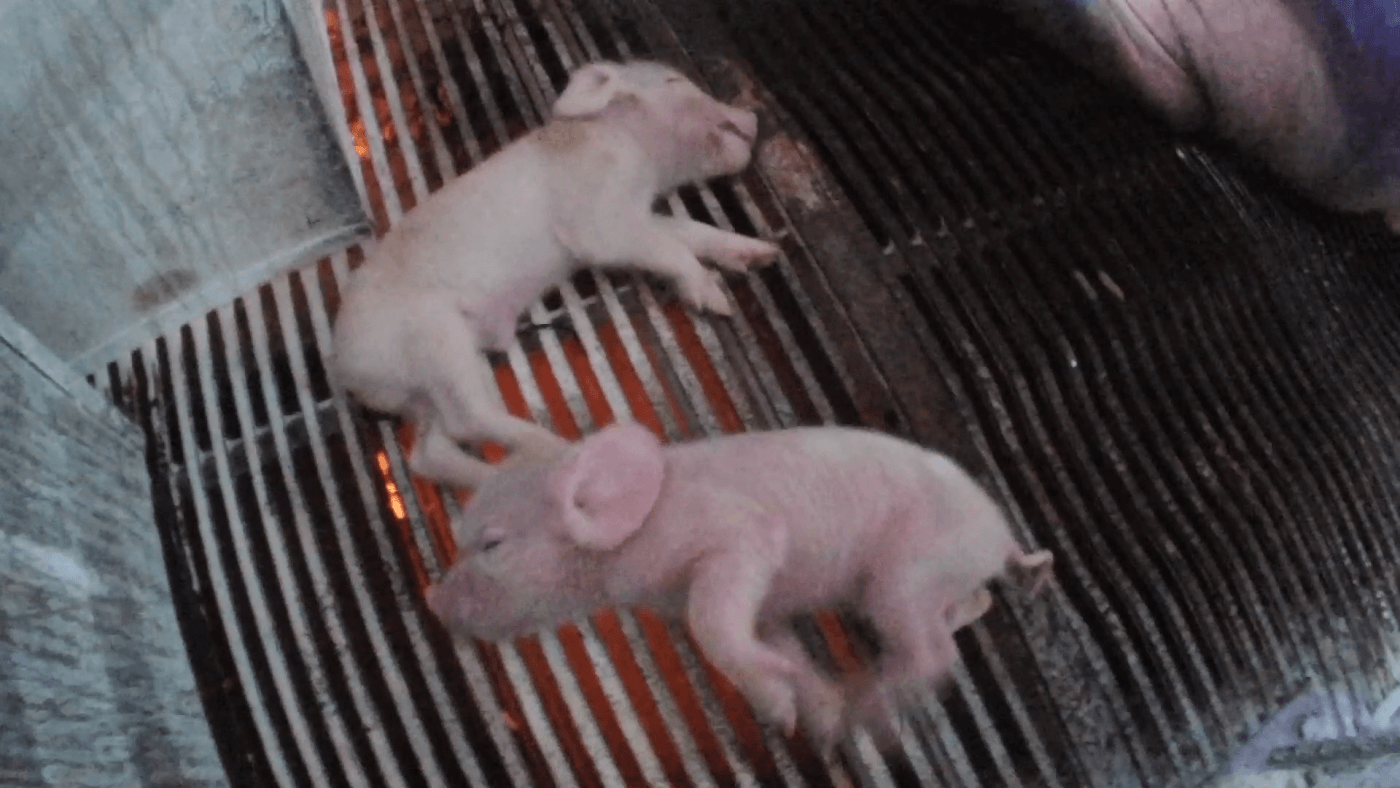 Languishing piglets at nippon ham in japan