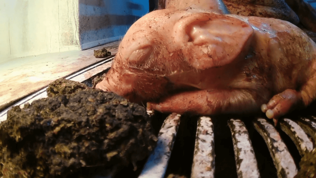 Newborn piglet at nippon ham in japan