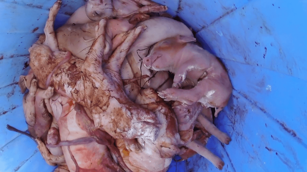 Newborn piglet at nippon ham in japan