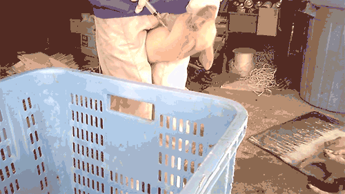 https://investigations.peta.org/wp-content/uploads/2021/09/worker-injecting-piglet-with-disinfectant-at-nippon-ham-farm.gif