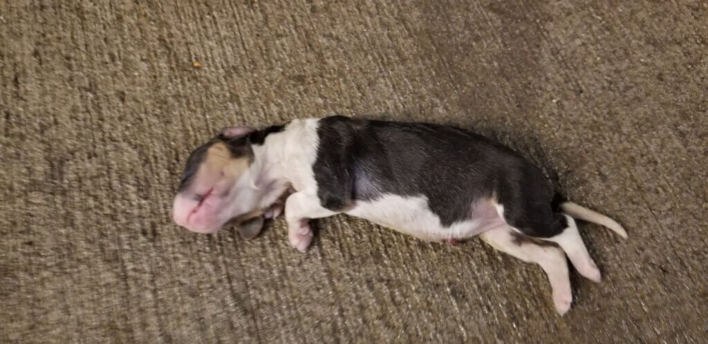 Dead puppy at breeding facility