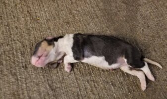 Dead puppy at breeding facility