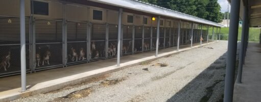 dogs kept in crowded sheds