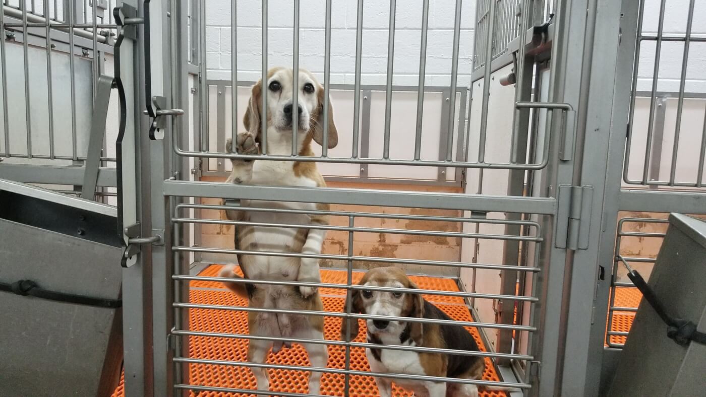 two beagles inside breeding facility that was owned and operated by Envigo