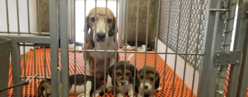 adult beagle and puppies at facility that was owned and operated by Envigo