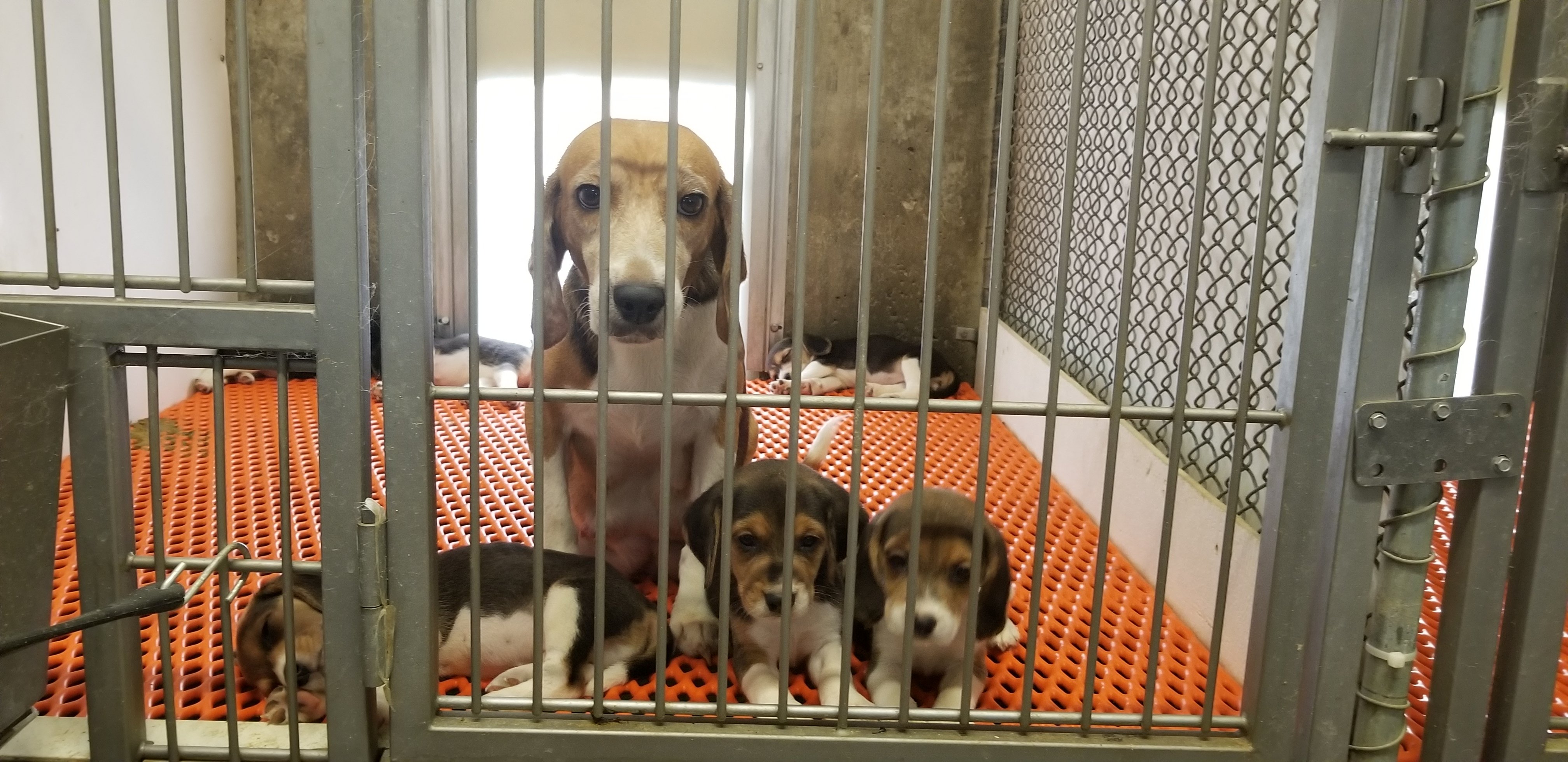 adult beagle and puppies at facility that was owned and operated by Envigo