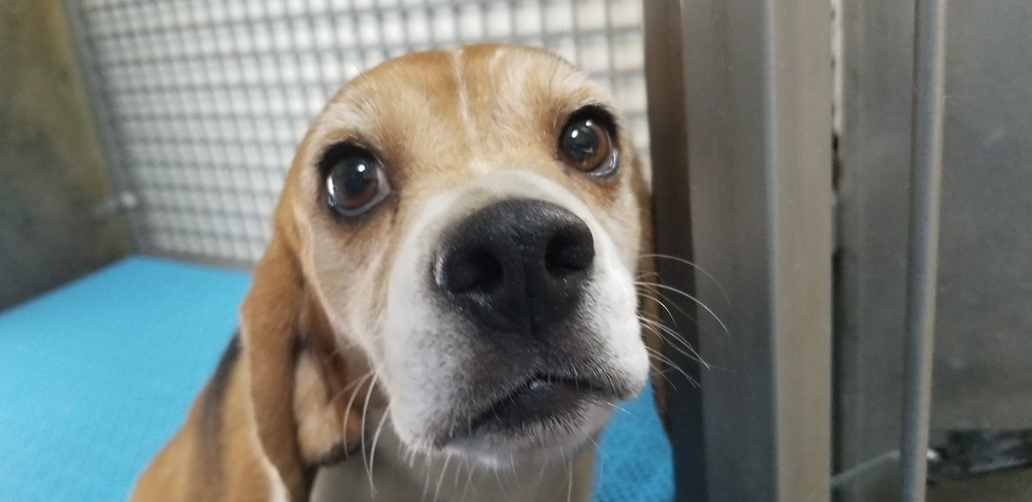 beagle at facility that was owned and operated by Envigo