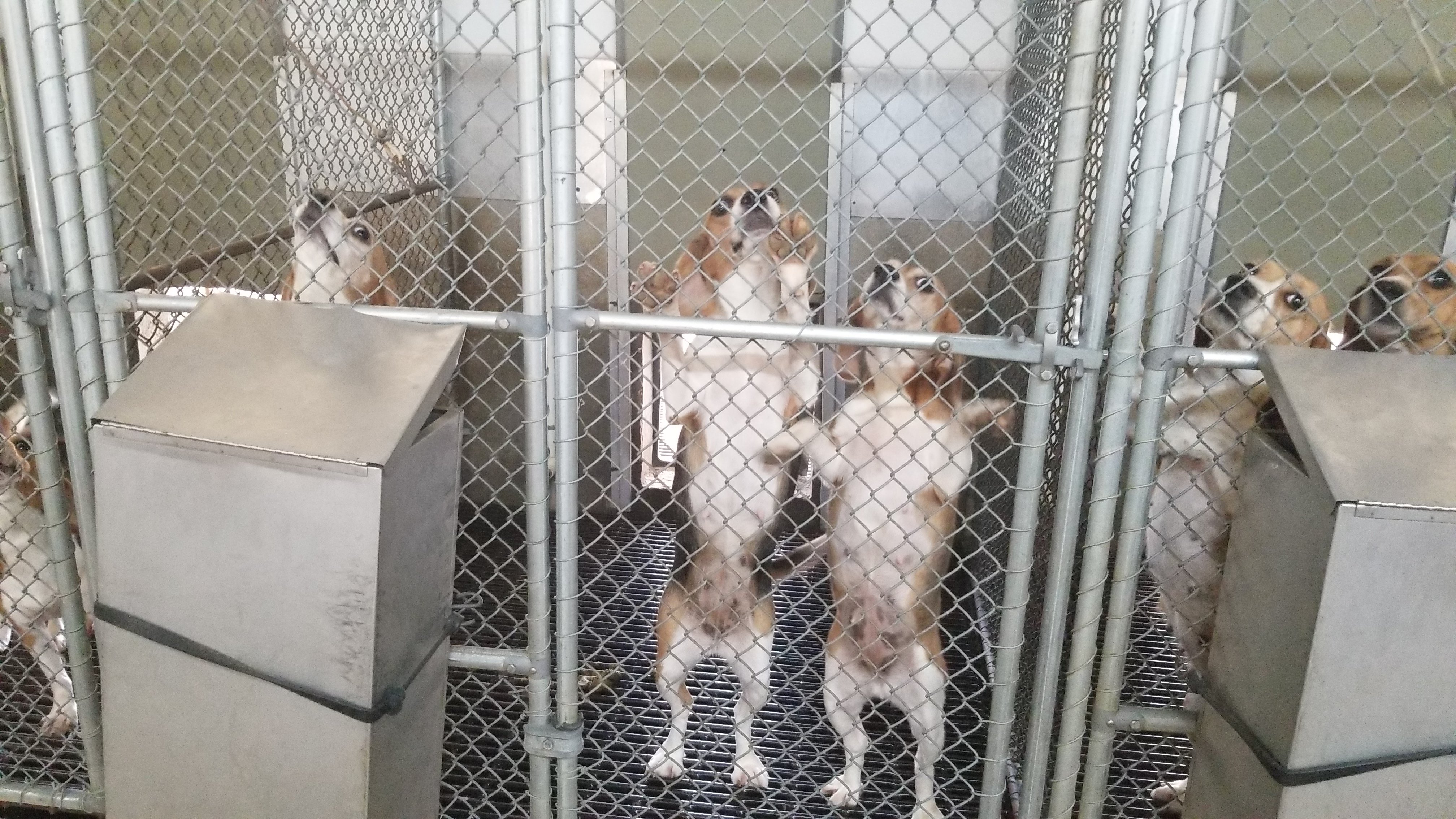 dogs in kennels at facility that was owned and operated by envigo