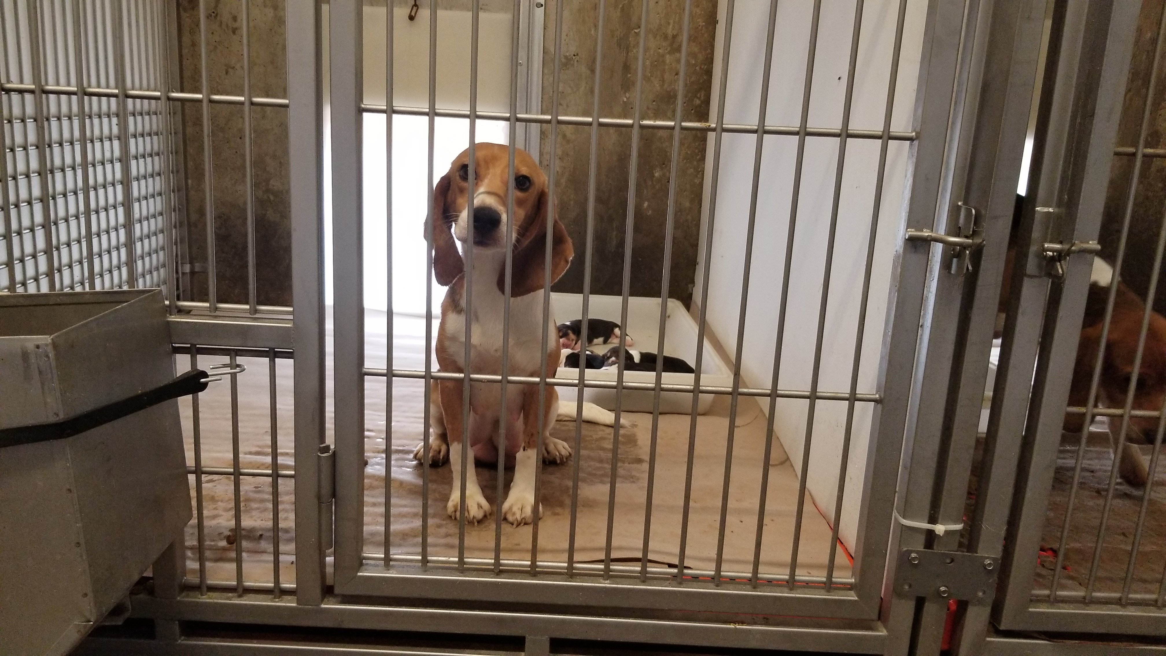 beagles in kennel at facility that was owned and operated by envigo