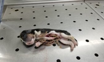 dead puppy eviscerated by worker