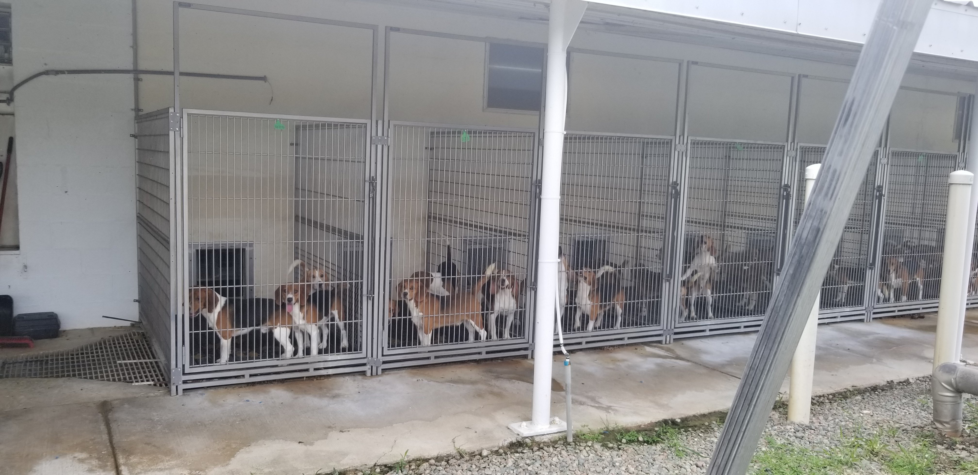 dogs warehoused in crowded conditions at facility that was owned and operated by envigo