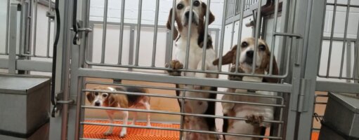 three beagles inside breeding facility that was owned and operated by Envigo