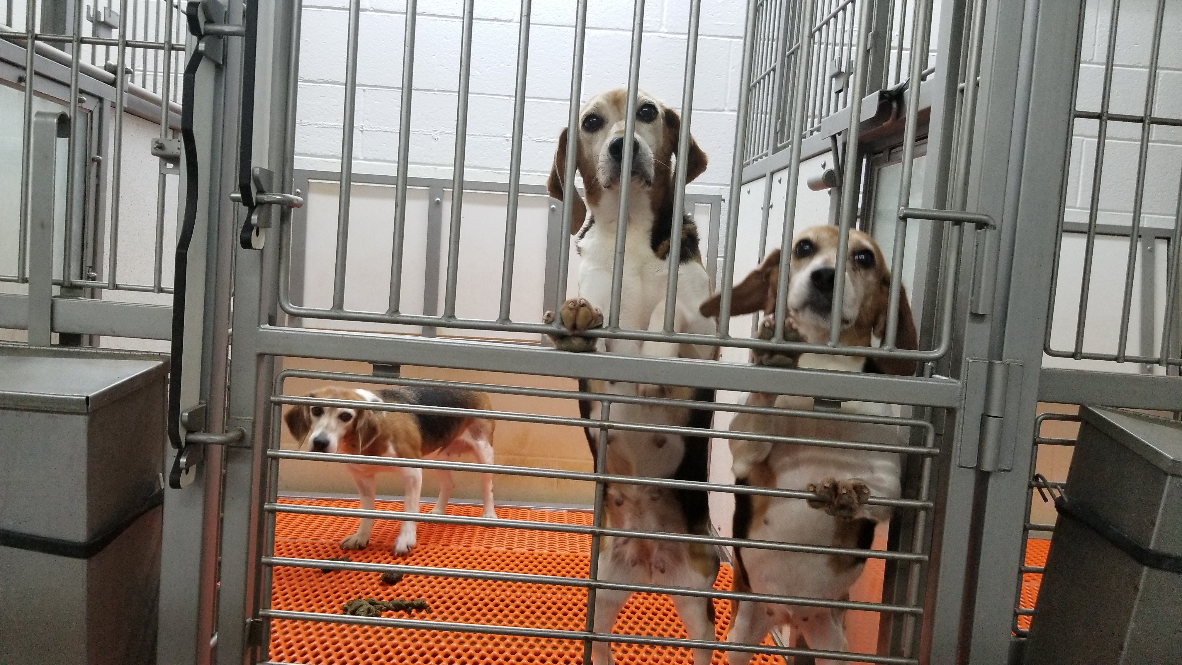 three beagles inside breeding facility that was owned and operated by Envigo