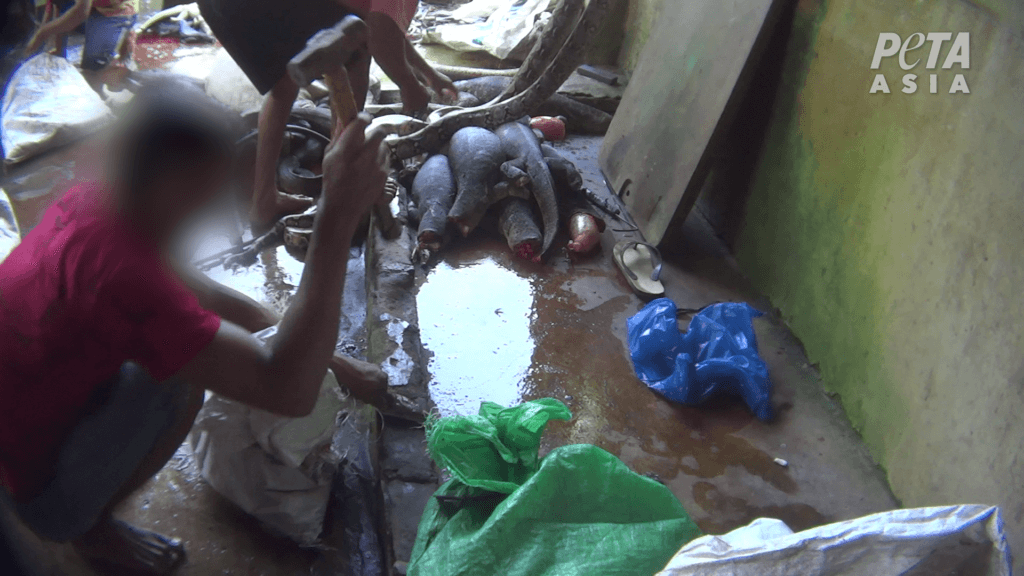 Worker hitting python at a slaughterhouse