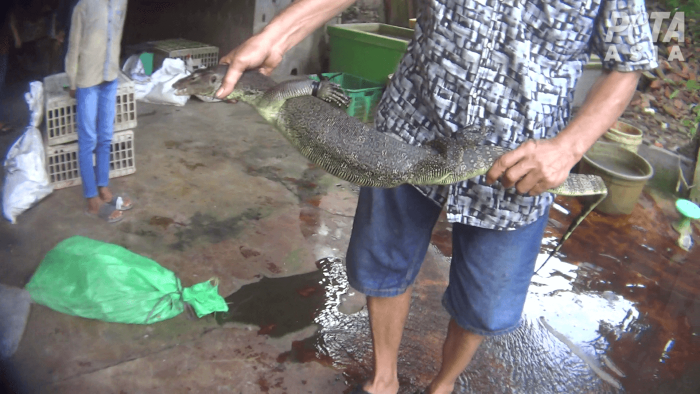 Gucci And Louis Vuitton Leather Linked To Barbaric Lizard And