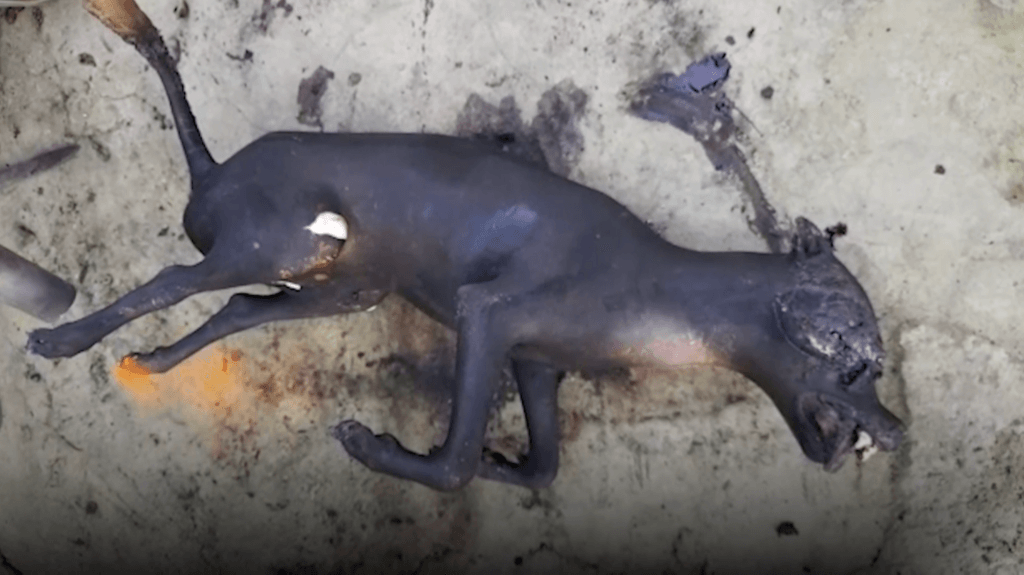Investigation: Dogs Killed for Meat in India | PETA