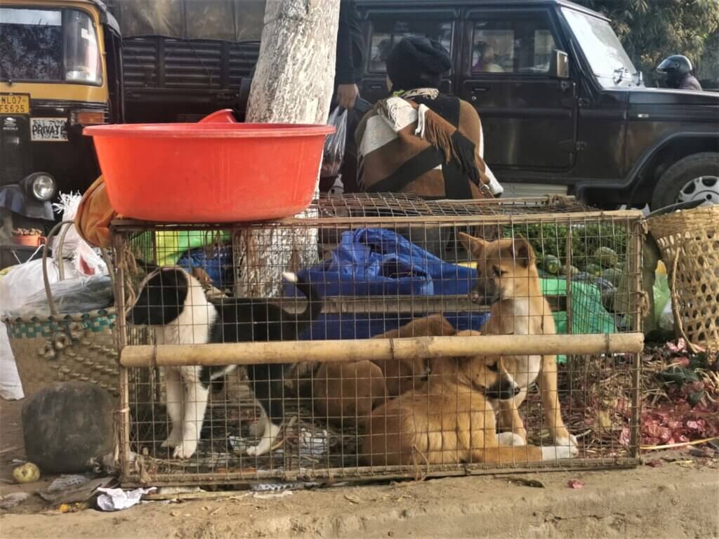 is it illegal to kill stray dogs in india