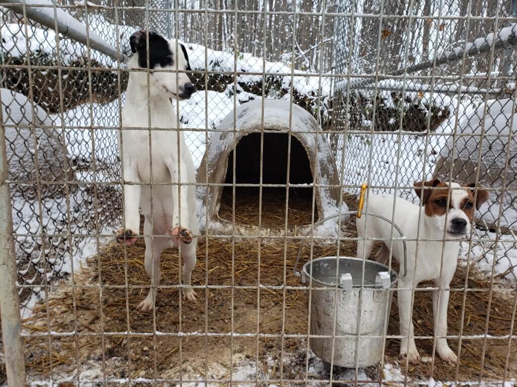 https://investigations.peta.org/wp-content/uploads/2021/12/Jack-Russell-Terrier-Breeder-PETA-Investigation-3-1024x768.jpg