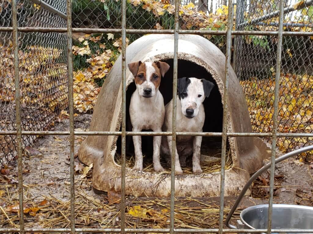 2 jack russell terrier dogs looking sad