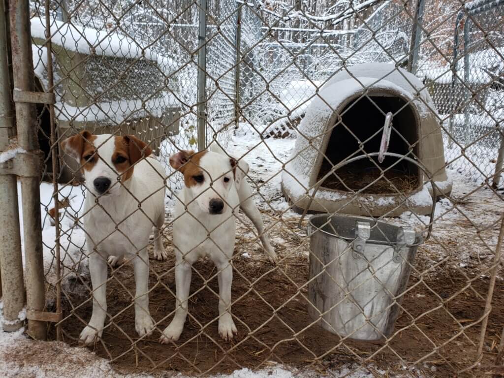 https://investigations.peta.org/wp-content/uploads/2021/12/Jack-Russell-Terrier-Breeder-PETA-Investigation-8-1024x768.jpg
