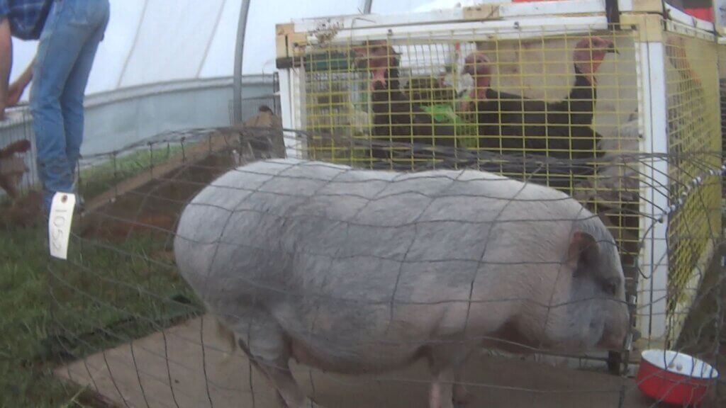 https://investigations.peta.org/wp-content/uploads/2021/12/shelby_auction_pig_cage-1024x576.jpg
