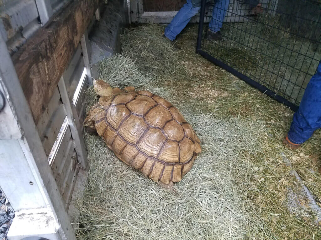 https://investigations.peta.org/wp-content/uploads/2021/12/tortoise_sold_at_auction_by_hollywild_animal_park-1024x768.jpg