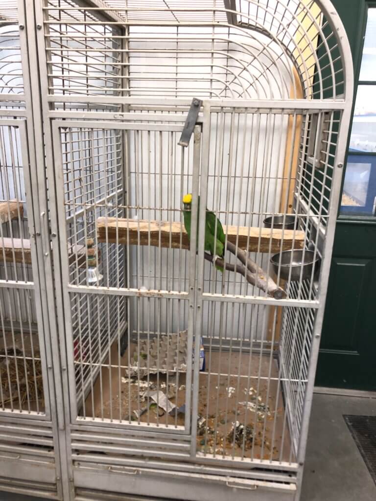 https://investigations.peta.org/wp-content/uploads/2022/01/captain-parrot-at-great-pets-768x1024.jpg