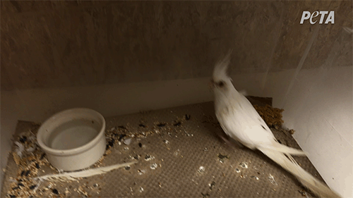 https://investigations.peta.org/wp-content/uploads/2022/01/cockatiel-in-filthy-tub-at-great-pets.gif