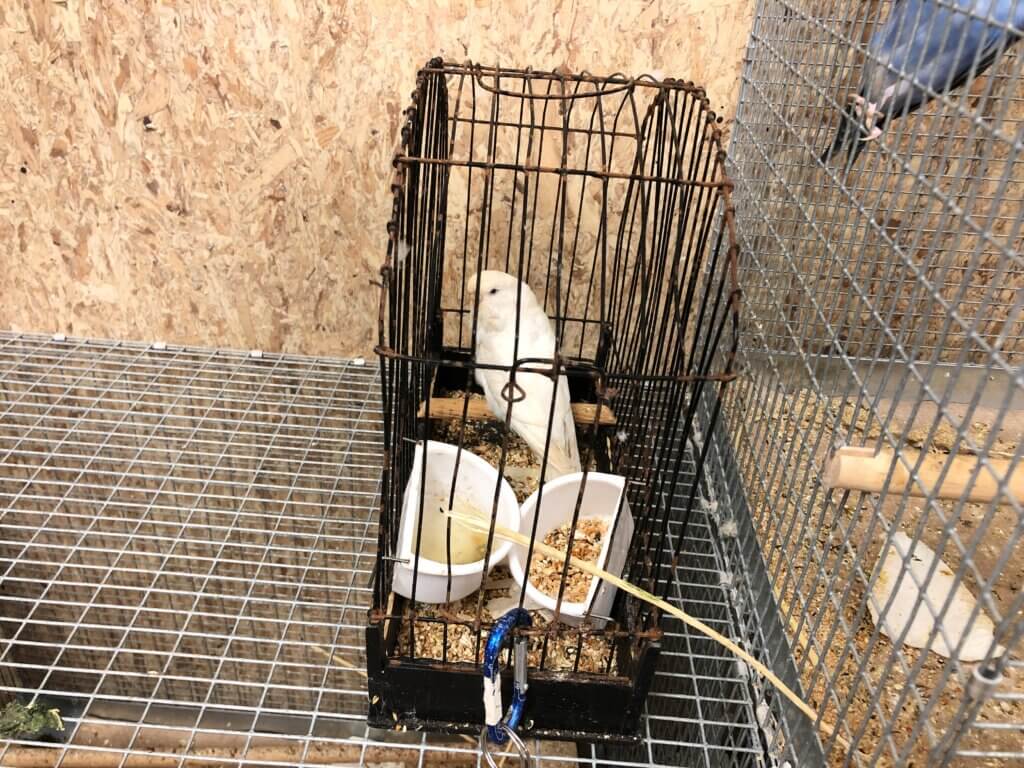 Petland bird clearance cages