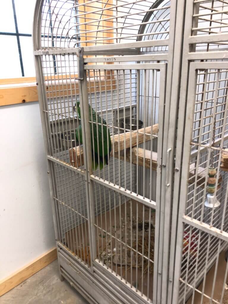 https://investigations.peta.org/wp-content/uploads/2022/01/stevie-parrot-at-great-pets-768x1024.jpg