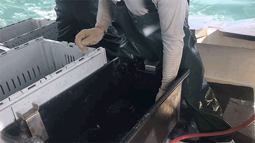 gif of worker removing claws