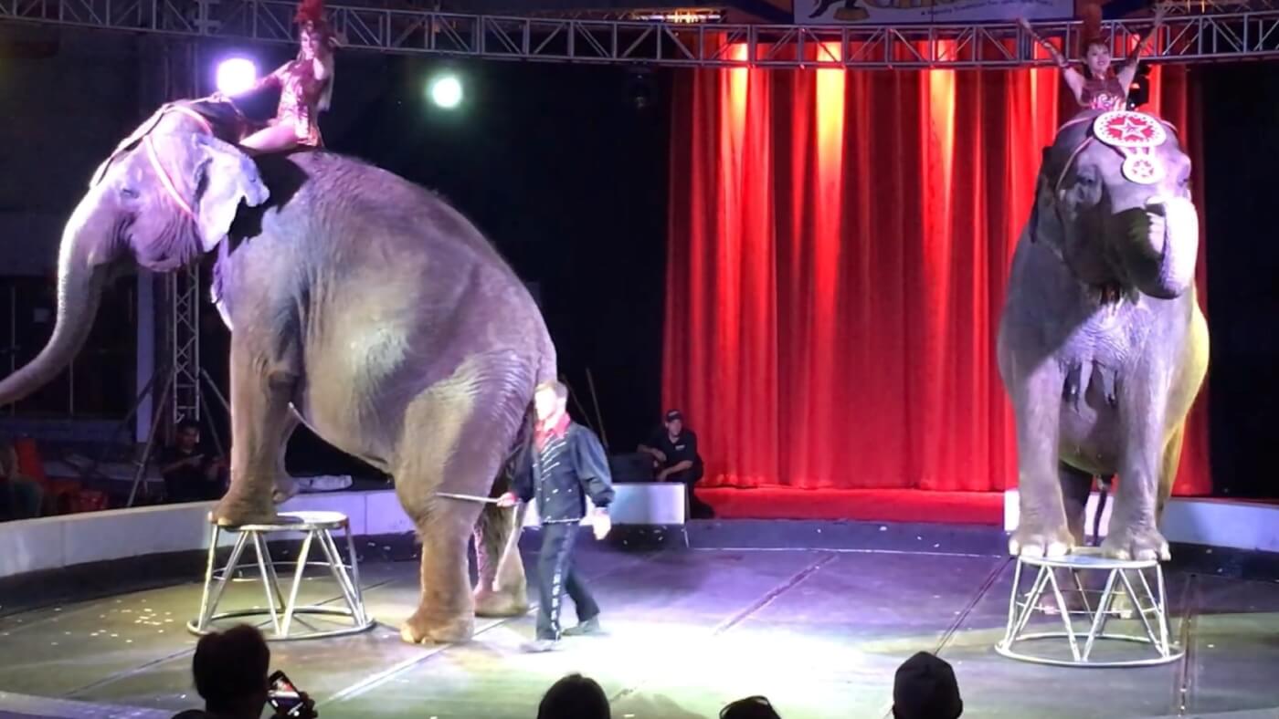 elephants performing at circus