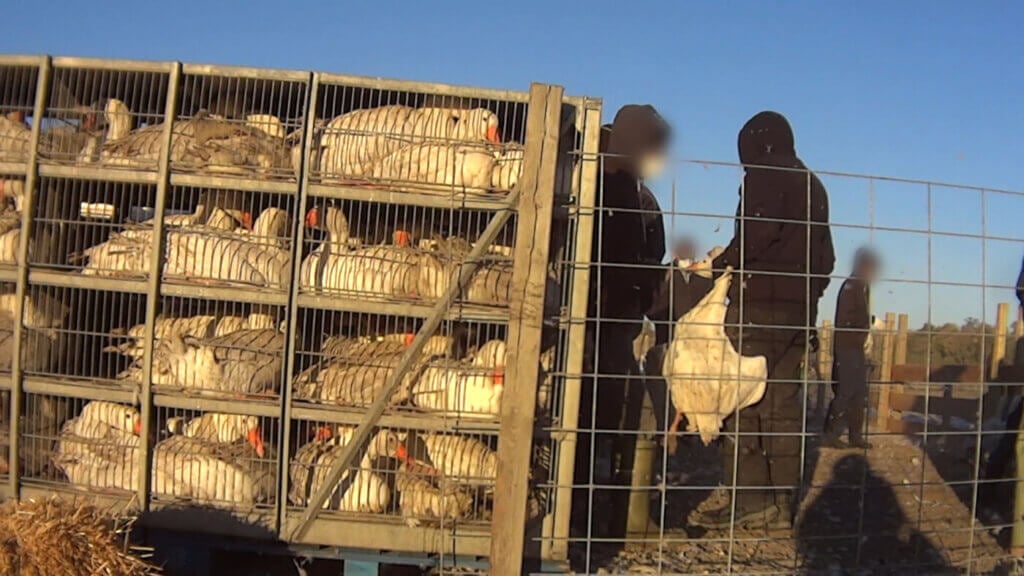 https://investigations.peta.org/wp-content/uploads/2022/03/geese-crammed-in-crates-1024x576.jpg