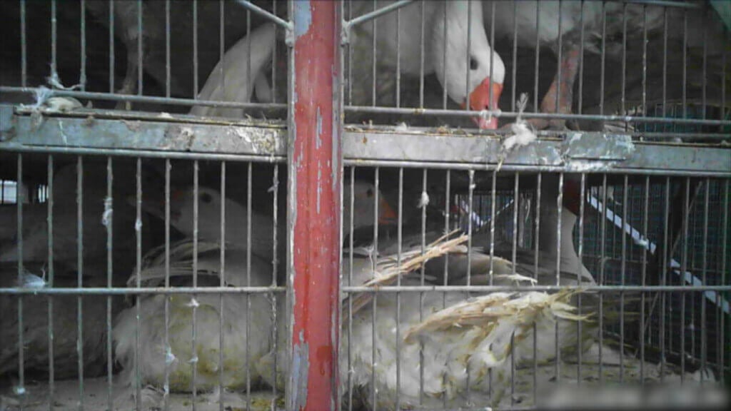 geese crammed in small crates