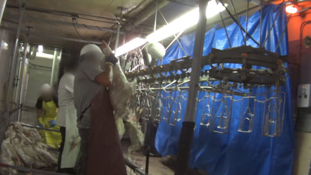 geese shackled killed in slaughterhouse