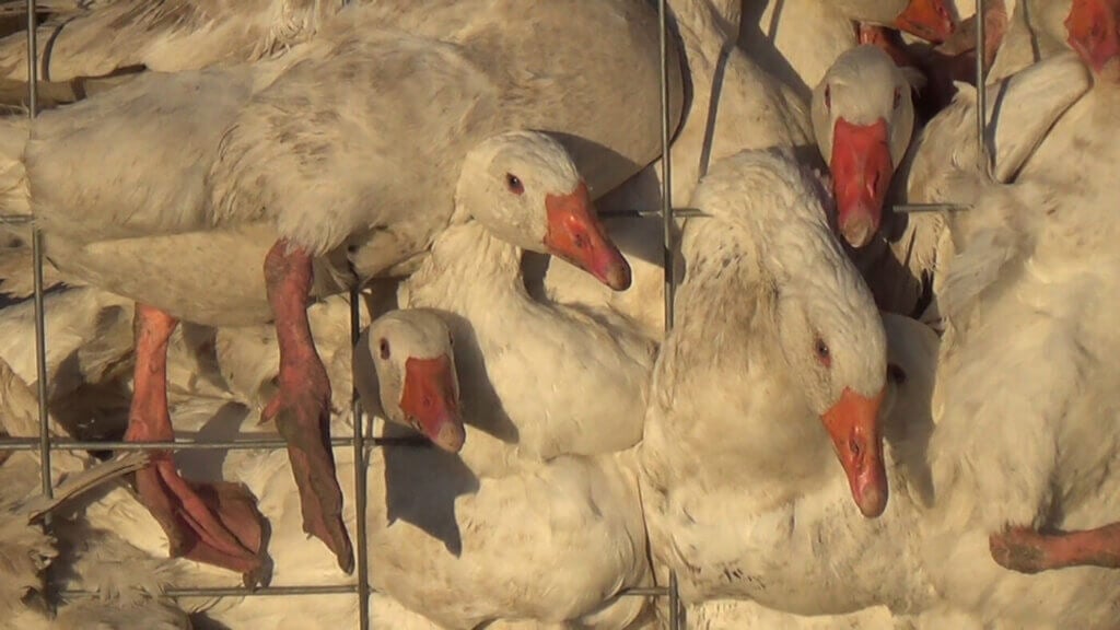 South Dakota is home to largest goose producer in the U.S.