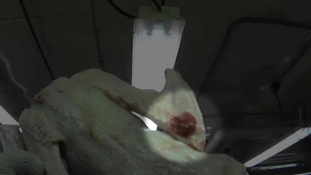 https://investigations.peta.org/wp-content/uploads/2022/03/red-elbow-on-goose-body-1024x576.jpg