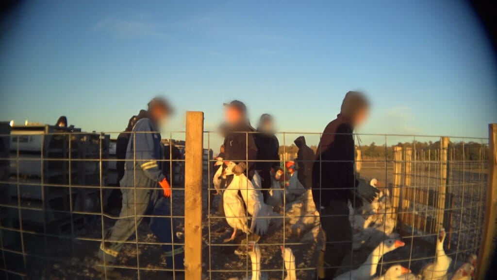 https://investigations.peta.org/wp-content/uploads/2022/03/worker-holding-geese-by-their-necks-1024x576.jpg