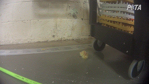 https://investigations.peta.org/wp-content/uploads/2022/04/chick-moving-on-floor-of-hatchery.gif