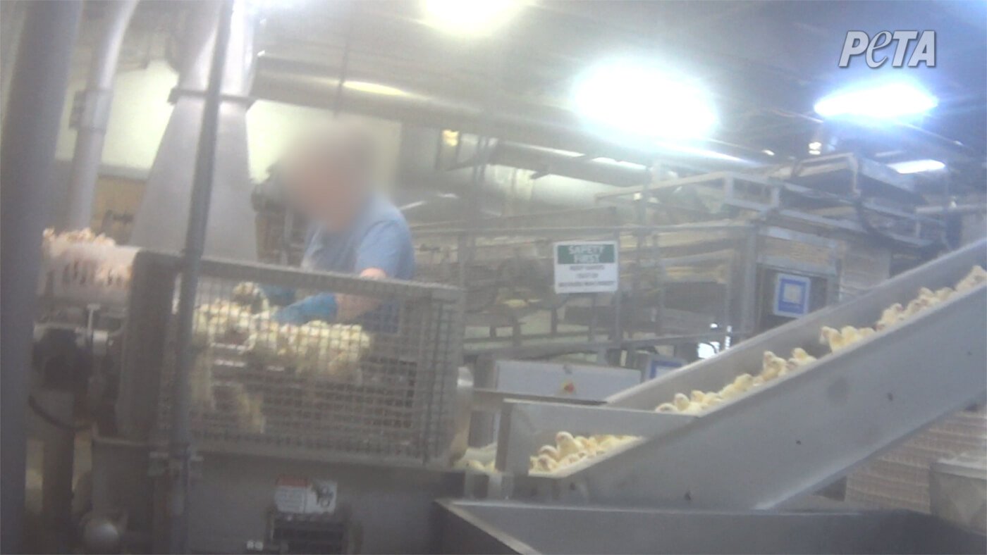 Crushed and Discarded PETA Investigates Massive Chicken Hatchery