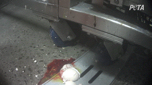 https://investigations.peta.org/wp-content/uploads/2022/04/moving-chick-body-at-chicken-hatchery.gif