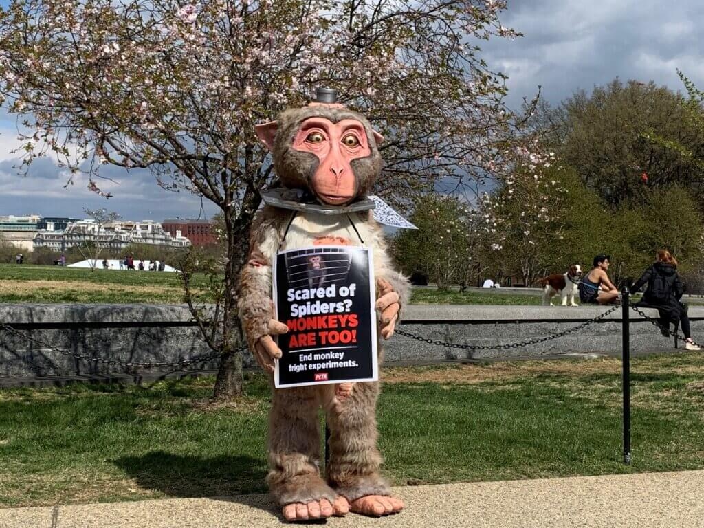 peta monkey costume activist protests nih experiments