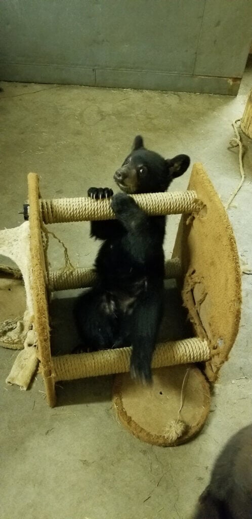 bear cub exploited for public encounters