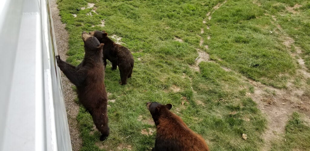 bears in captivity