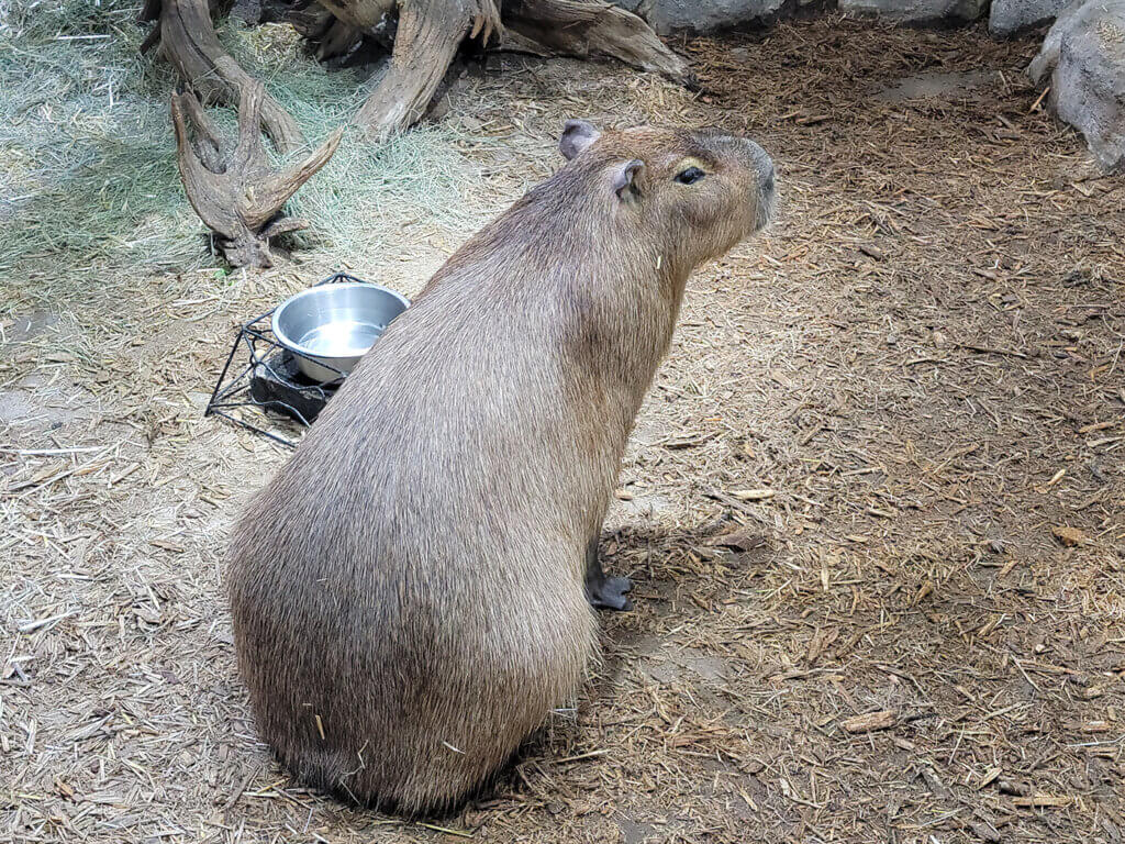 Capybara TX exhibitor PETA Investigation 2022