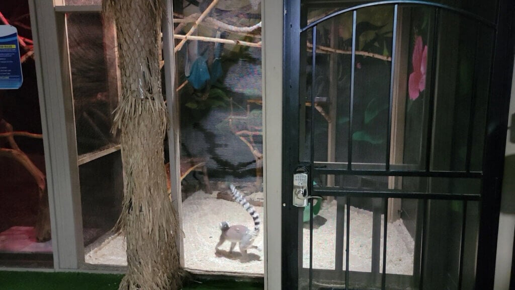 Lemur held solitary confinement TX petting zoo aquarium