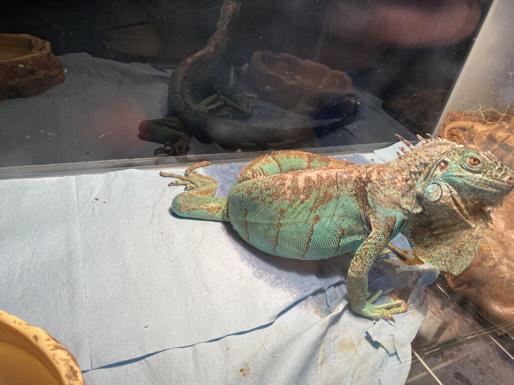 PETA 2022 Investigation Texas Exhibitor Iguana